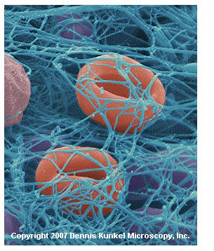 cell