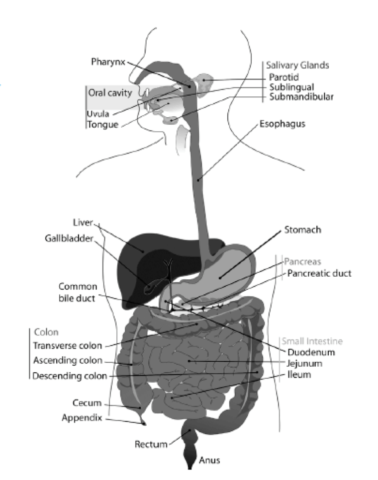 Diagram of GI Tract