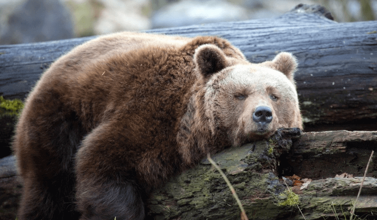 A bear sleeping on a rock.