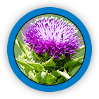 Milk Thistle Extract