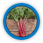 Rhubarb (Root)