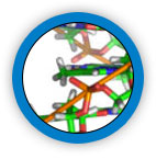 Proteolytic Systemic Enzymes