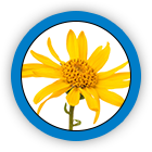 Arnica