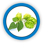 Hops (Flower)