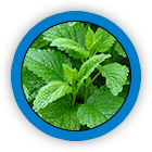 Lemon Balm (Leaf)