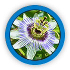 Passionflower (Aerial Part)