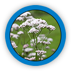 Valerian (Root)