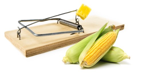Corn Mouse Trap